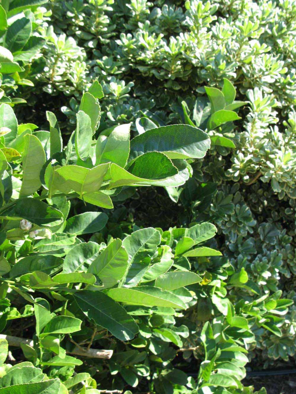   Sun leaves (Winter Haven, FL)       